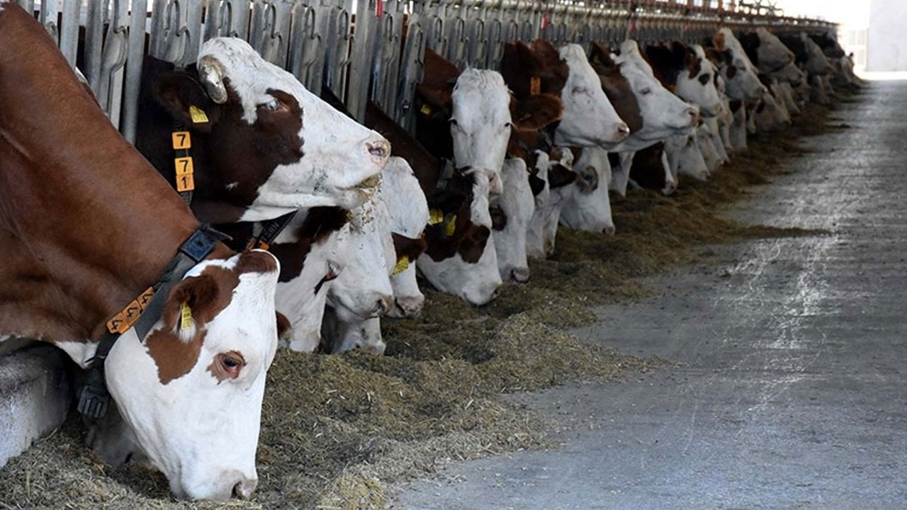 Mamak Belediyesi, hayvancılıkta bilinçli üretimi desteklemek amacıyla Büyükbaş Hayvan Yetiştiriciliği Eğitim Programı düzenliyor