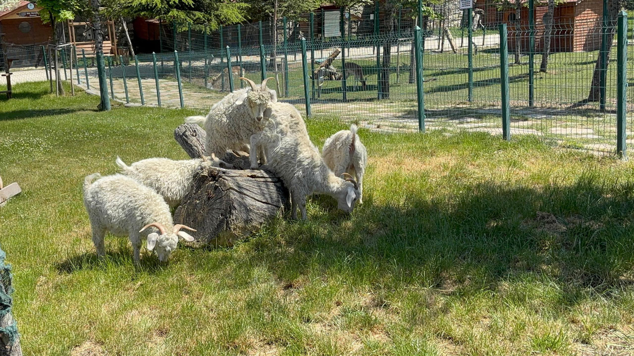 Pursaklar Belediyesi, Endemik Vadi ile ziyaretçilerine doğayla iç içe bir deneyim sunuyor
