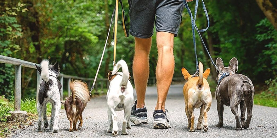 Uzmanlardan köpek sahiplerine uyarı: Gizli tehlike keneler!
