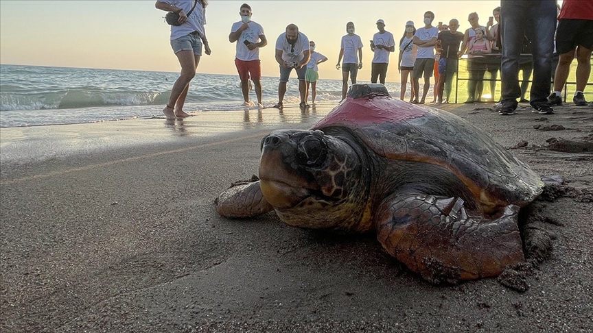 Caretta caretta "Tuba" ikinci dünya turuna hazırlanıyor