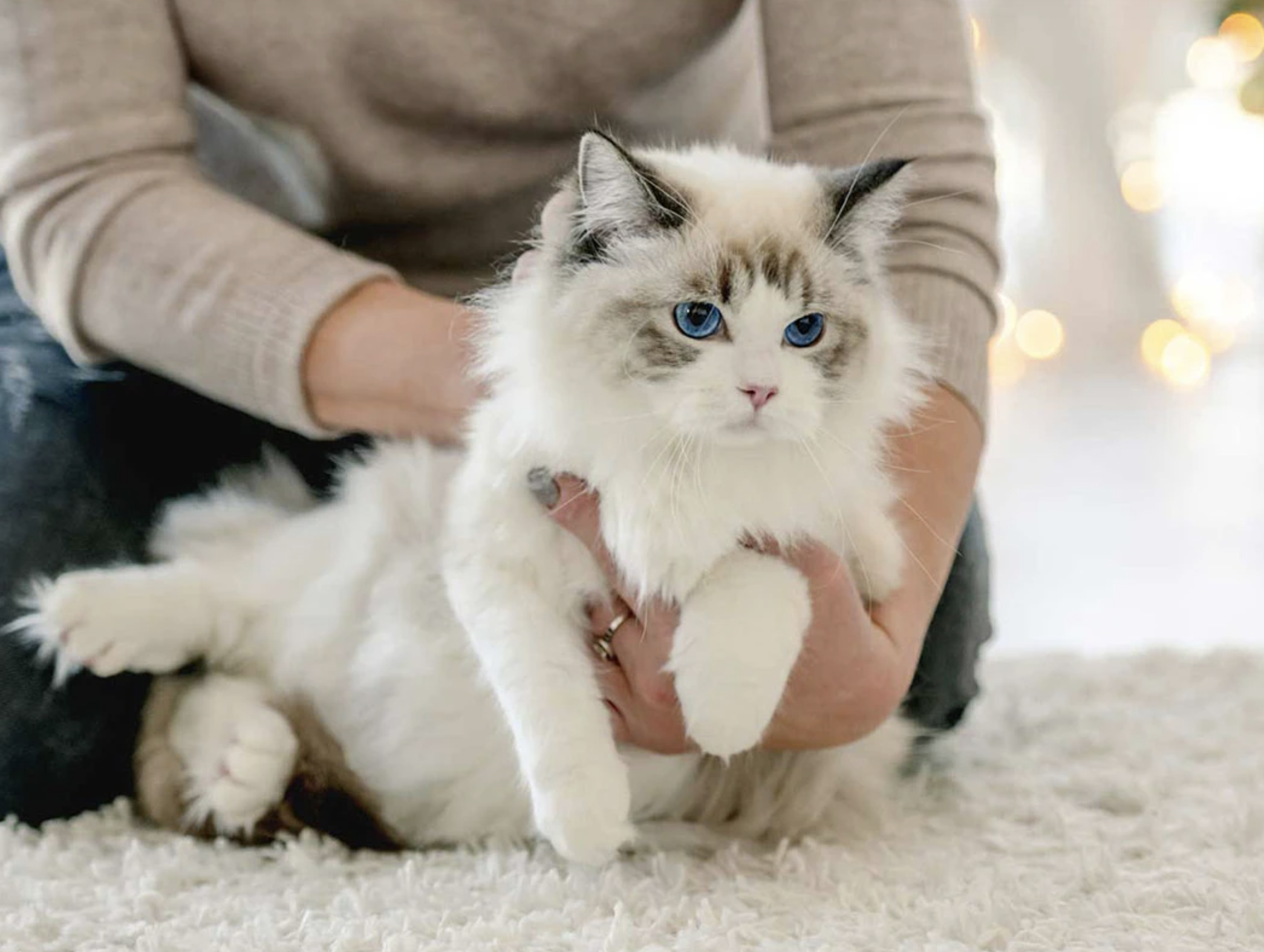 8 Ağustos Uluslararası Kedi Günü