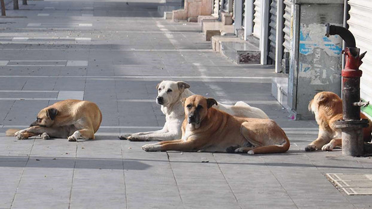 Gölbaşı İncek'te köpek dehşeti: Kadına saldırdılar