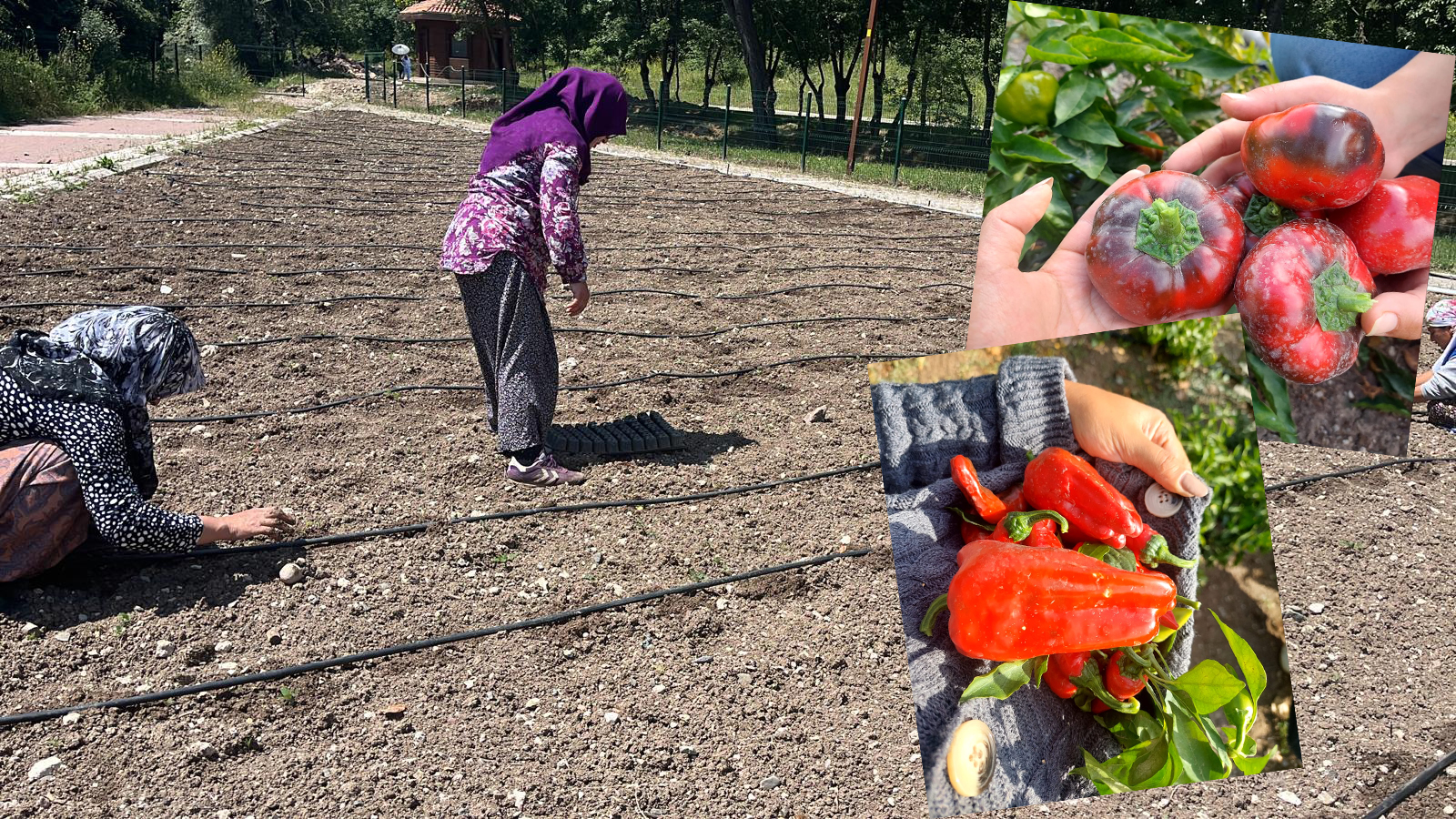 Üreğil Millet Bahçesi’nde yerel tohumlar özel alanlarda yetiştiriyor