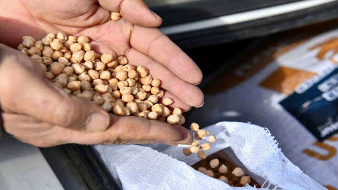 ABB’den nohut tohumu desteği: 23 Ocak’a kadar başvuru yapabilecek