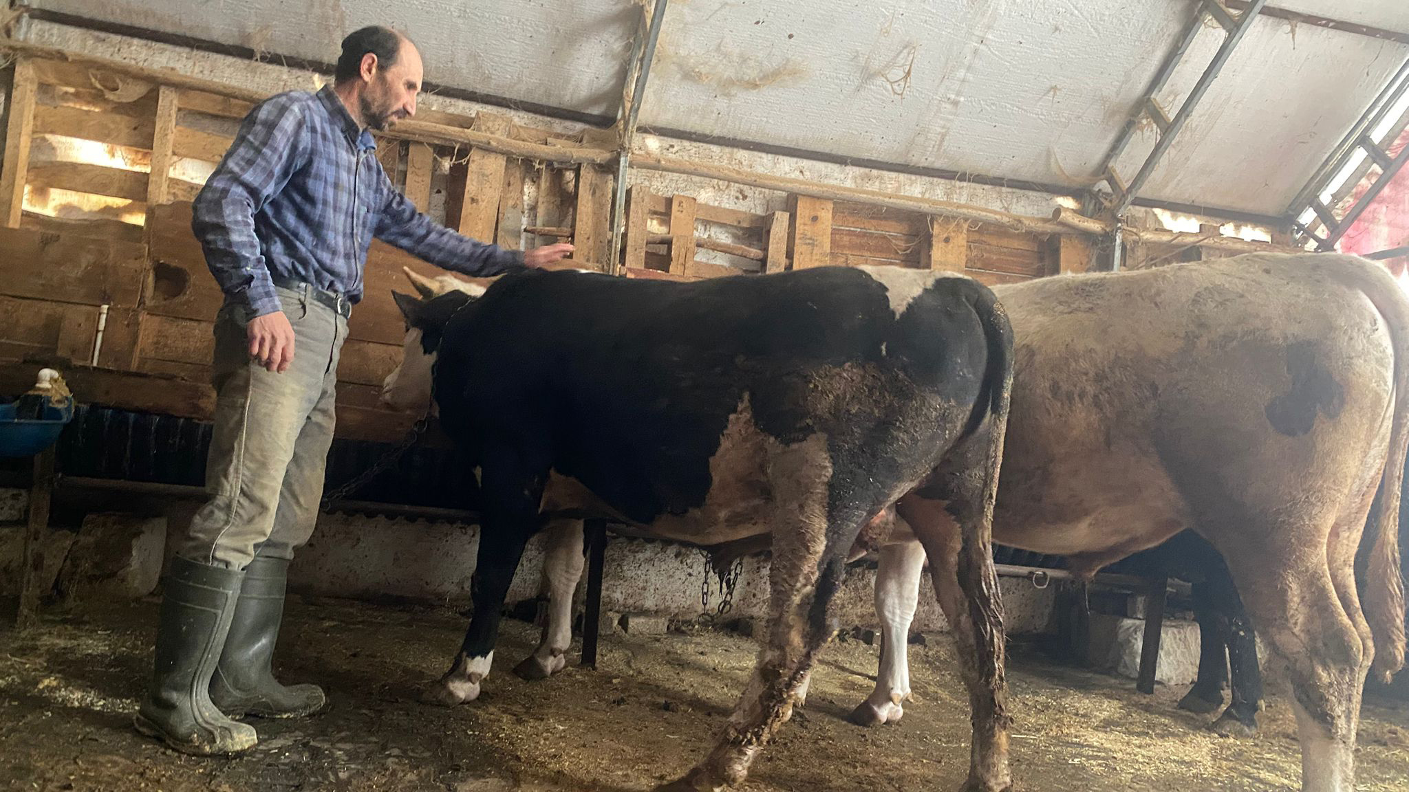 Büyükbaş 180 Bin TL’den Başlıyor