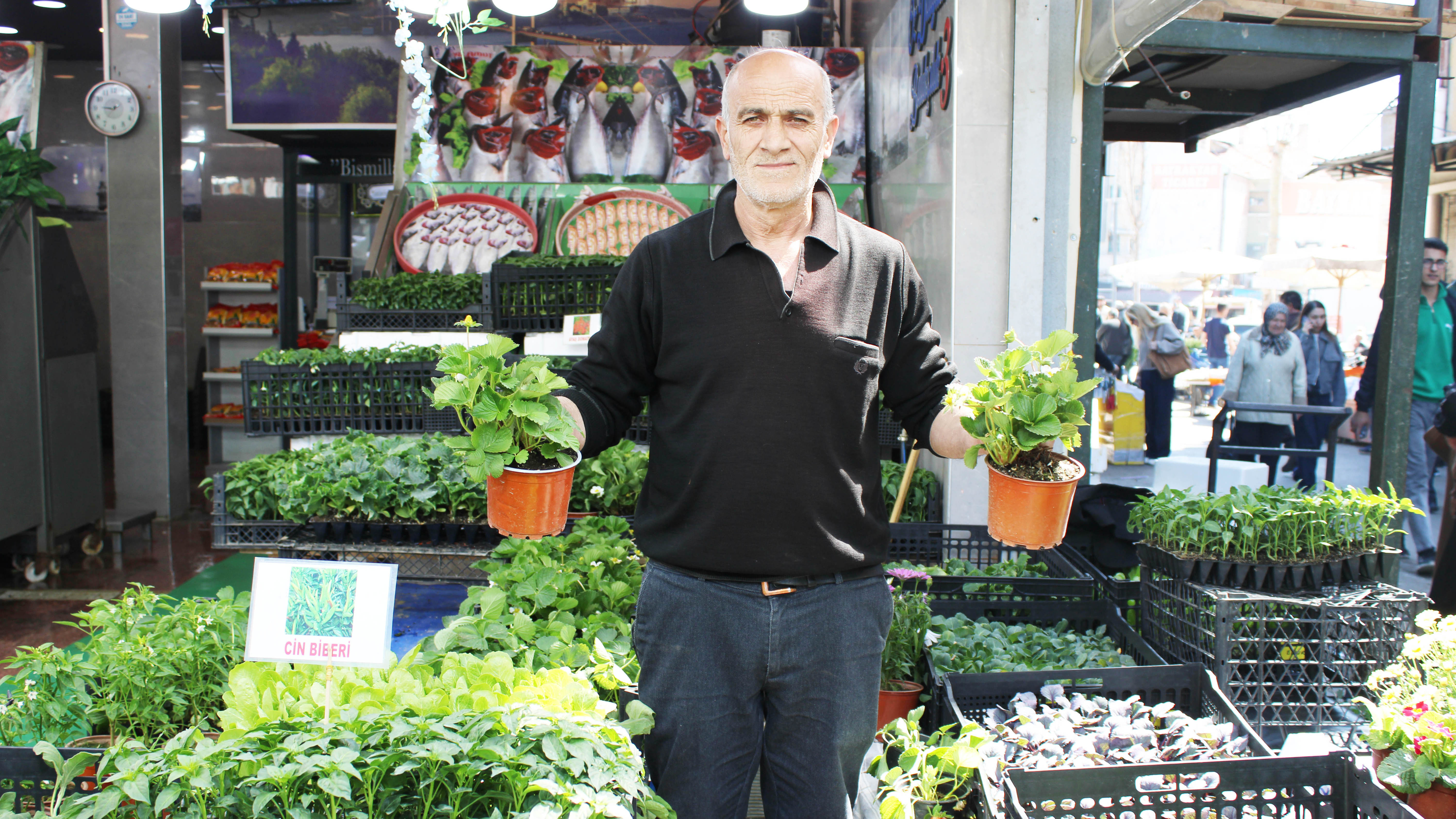 Yazlık fide sezonu başladı: Sebze fidesi 20, meyve 30 TL