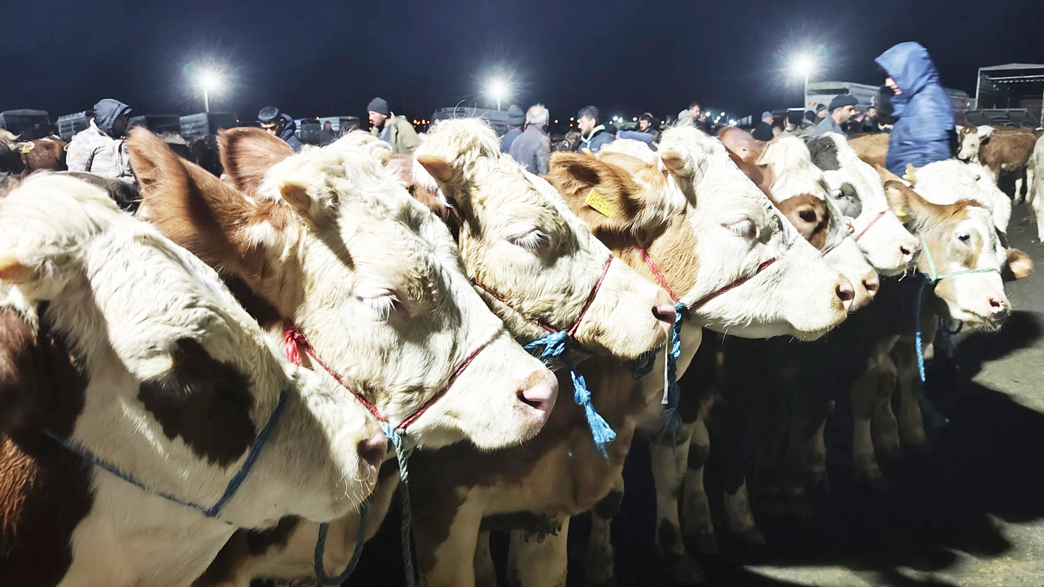 Kasaplar Federasyonu’ndan market kurbanlarına eleştiri: “Gününden önce kesiliyor” iddiası